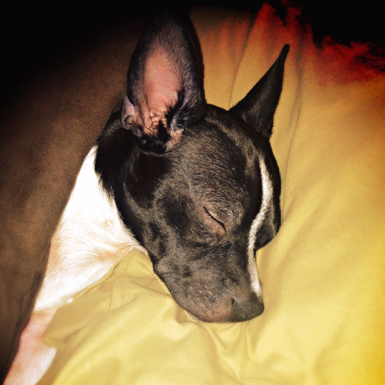 Bow the boston terrior born on 8/31/13