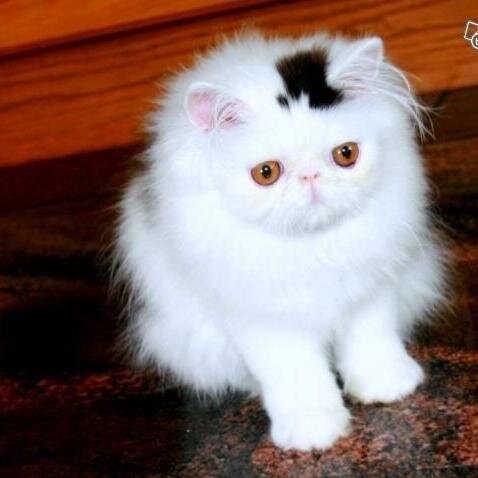 beranak44's profile picture. 