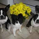 roxie pierce - @thedoggymom - Twitter