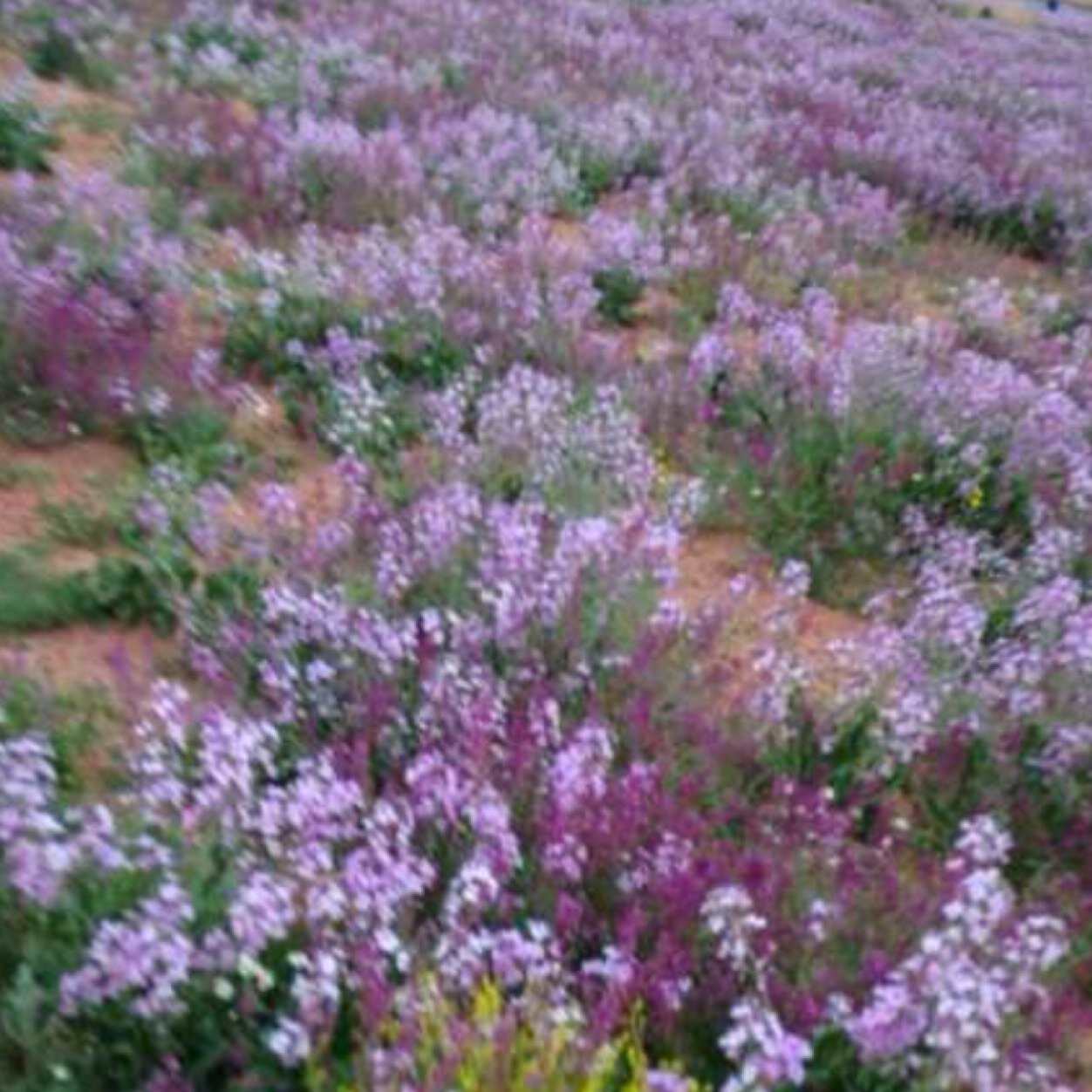 lolee20007's profile picture. 