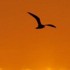 おもしろいこと言えませんが、あたたかく見守ってください。ID1686827です。よろしくお願いします。休みの日にツイッター見てます。