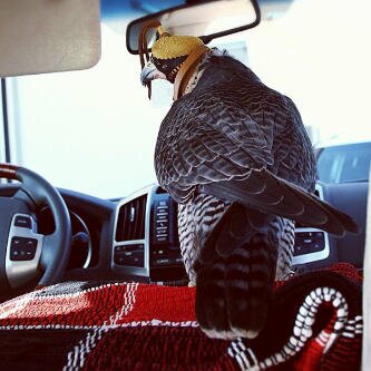 2A7F7232~UAE