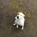 Robin Pace - @8510RobinTheDog - Twitter