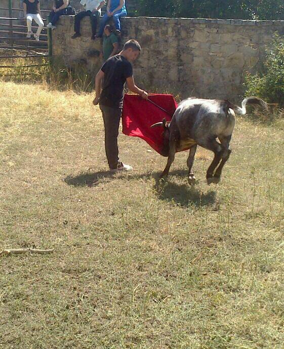 aficionado taurino Morantista y caballista jajjaj