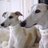 dogcollars_net's profile image