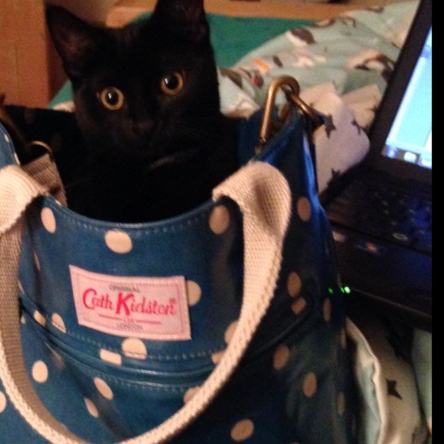 aprilestherhill's profile picture. Greatly distracted person, tweeting for leisure...