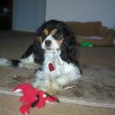 Nigel Cross - @cuteasabutton73 - Twitter