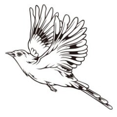 k_u_r_o_d_a Profile Picture