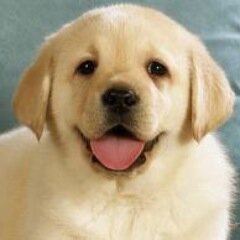 Your number 1 source for dog pictures, gifs, trivia and more!