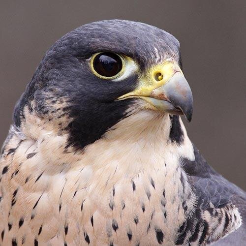 BristolBirding Profile