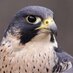 BristolBirding (@bristolbirding) Twitter profile photo BristolBirding (@bristolbirding) Twitter profile photo