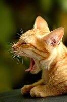 gepenk_endi's profile picture. 