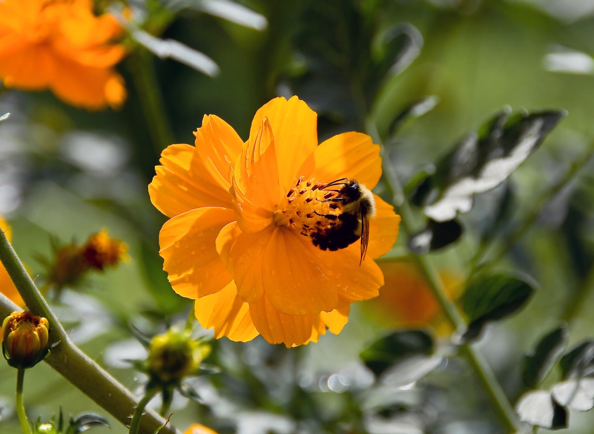 Buzzzzz! A community project in #LdnOnt that supports pollination gardens.