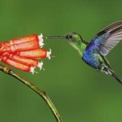 roldiscodancer's profile picture. 