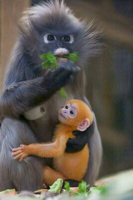 sawasdiha's profile picture. 