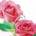 abeer al ward - @abeeral86493320 - Twitter