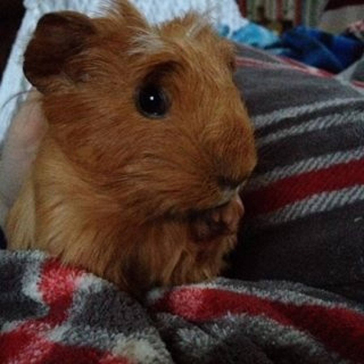 chiefmikeypig's profile picture. Mikey. Chief Guinea Pig and Vegetable Connoisseur. Putting the 'Pig' in Guinea Pig. Owner of @EmberVet my human!