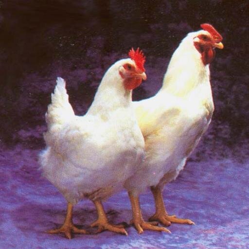Supplier Ayam potong Broiler & Pejantan 0857 - 72334567 (Im3) 0878 - 31223345 (Xl) 0821 - 27888889 (WA) D0E43E40 (BB) (M.Kamil)