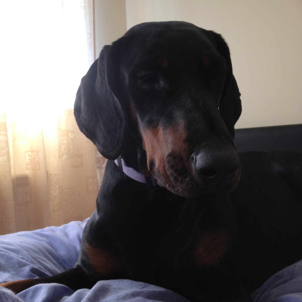 Taxi driver and Owner of Lateagain Dobermanns
