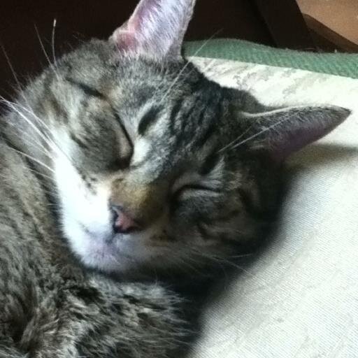 I am a cat. @tigergirl_14 is my owner. I enjoy eating and sleeping.