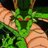 naga_ksatria's profile image