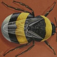 Weardale Wildlife  (@weardalewild) 's Twitter Profile