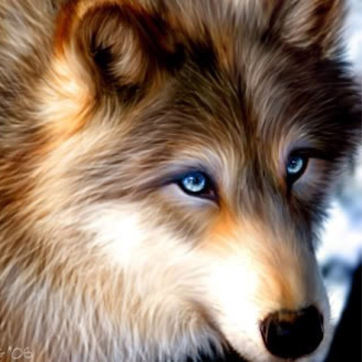 Hey am sally my pack is #demon_windwolves if you want to join ask me or our leader (@demon_wolf_) (mate:none) my brother @Jason_wolf_