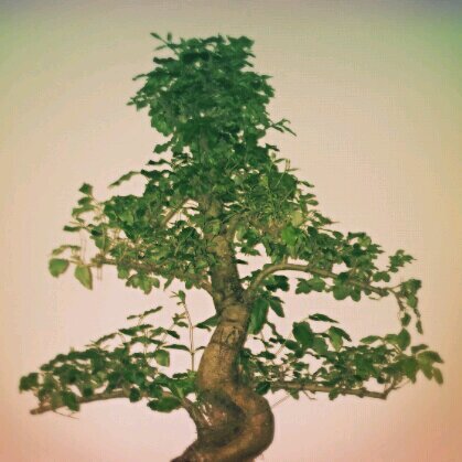 dougbonsai's profile picture. Kicking around