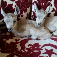 سبحان الله وبحمده (@tmam1234) Twitter profile photo