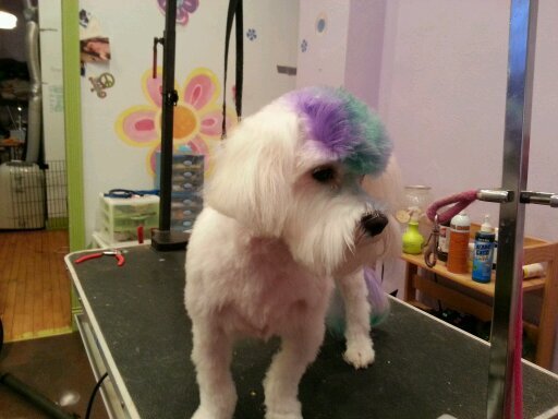 Dog Grooming Shaker Heights Ohio Dog Grooming Shaker Heights Ohio