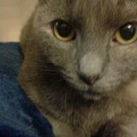 sarah jane ward (@sazwaz73) 's Twitter Profile