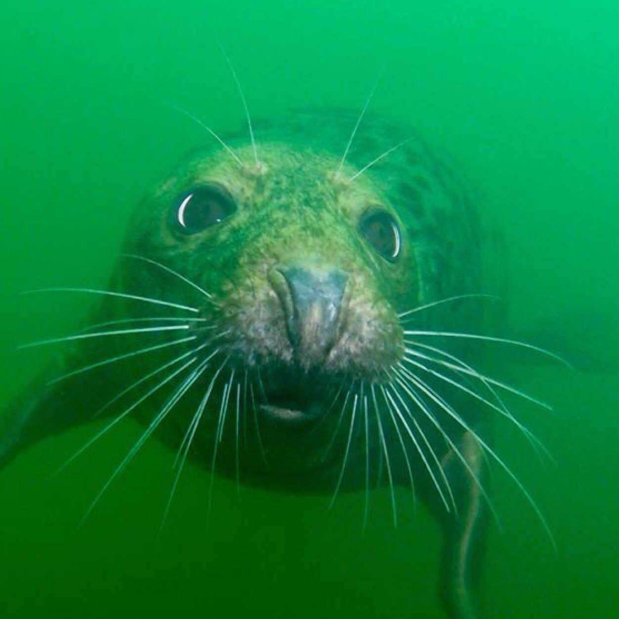 Ik ben Happie de Zeehond en zwem het liefst rond bij de Oesterdam!