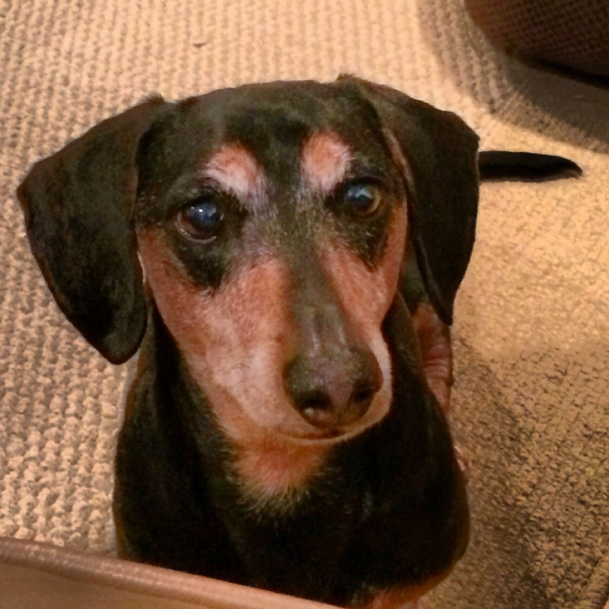 Instagram @thunderbolt_the_dachshund with 'weinerful' posts from Thunderbolt! Adopt Don't Shop, for ALL species!