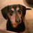 thunderboltdog's profile image