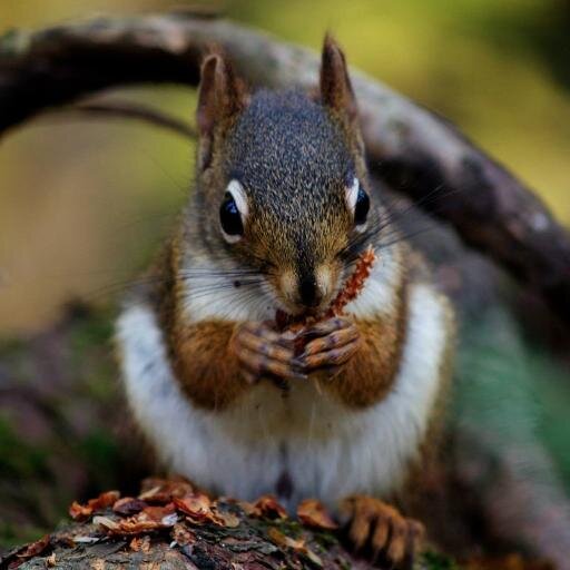 Take small but powerful steps to conserve our environment and help animals in need.