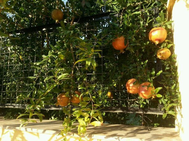 glec_mustafa's profile picture. 