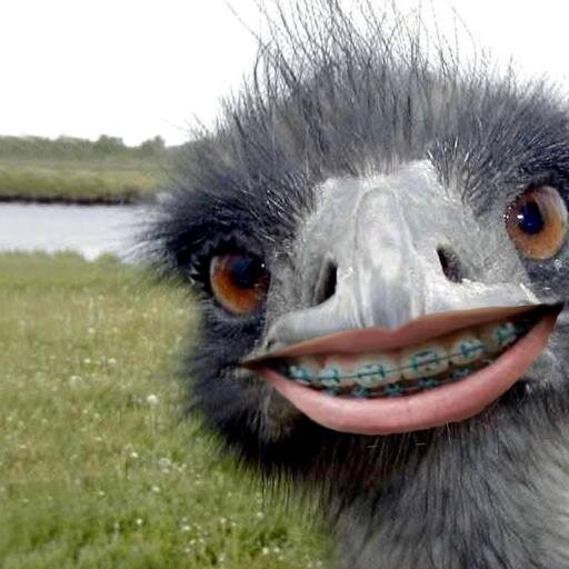 erisagent's profile picture. this is where i put hashtags to show solidarity
#ScarySpookyTanky