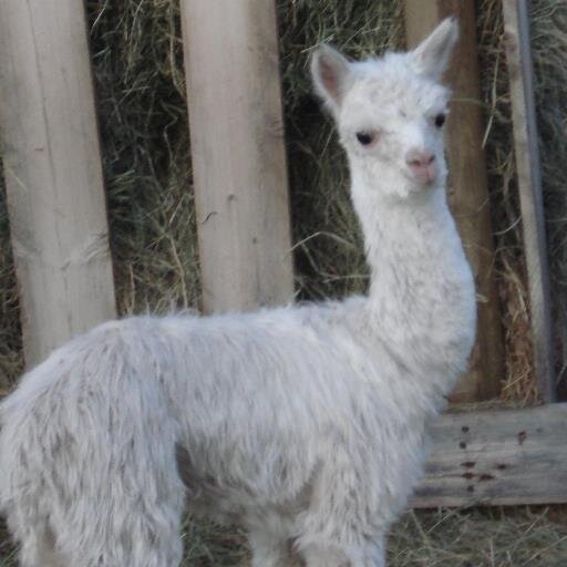alpacacan's profile picture. alpaca, bickerson's , scarves, gloves, socks, halters, alpaca halters, llama halters, mittens, duvets, alpaca duvets, spinning wheels, pickers, alpaca story,