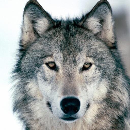 EmergencyWolf Profile Picture