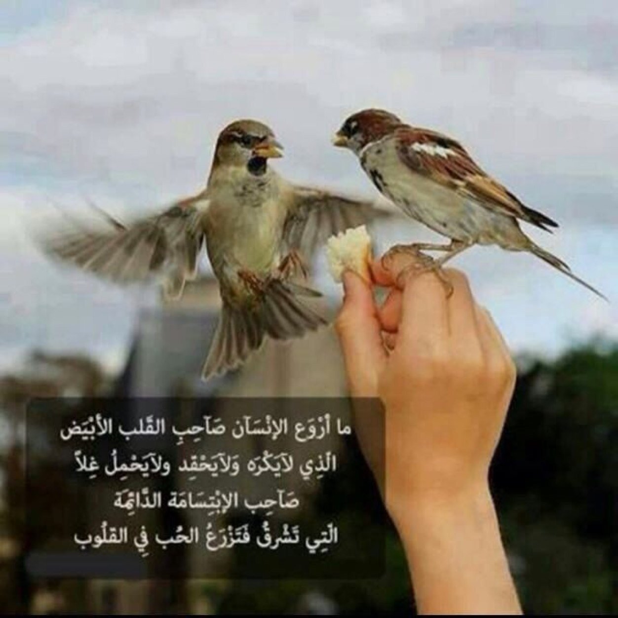 HanadiAlsharari Profile Picture