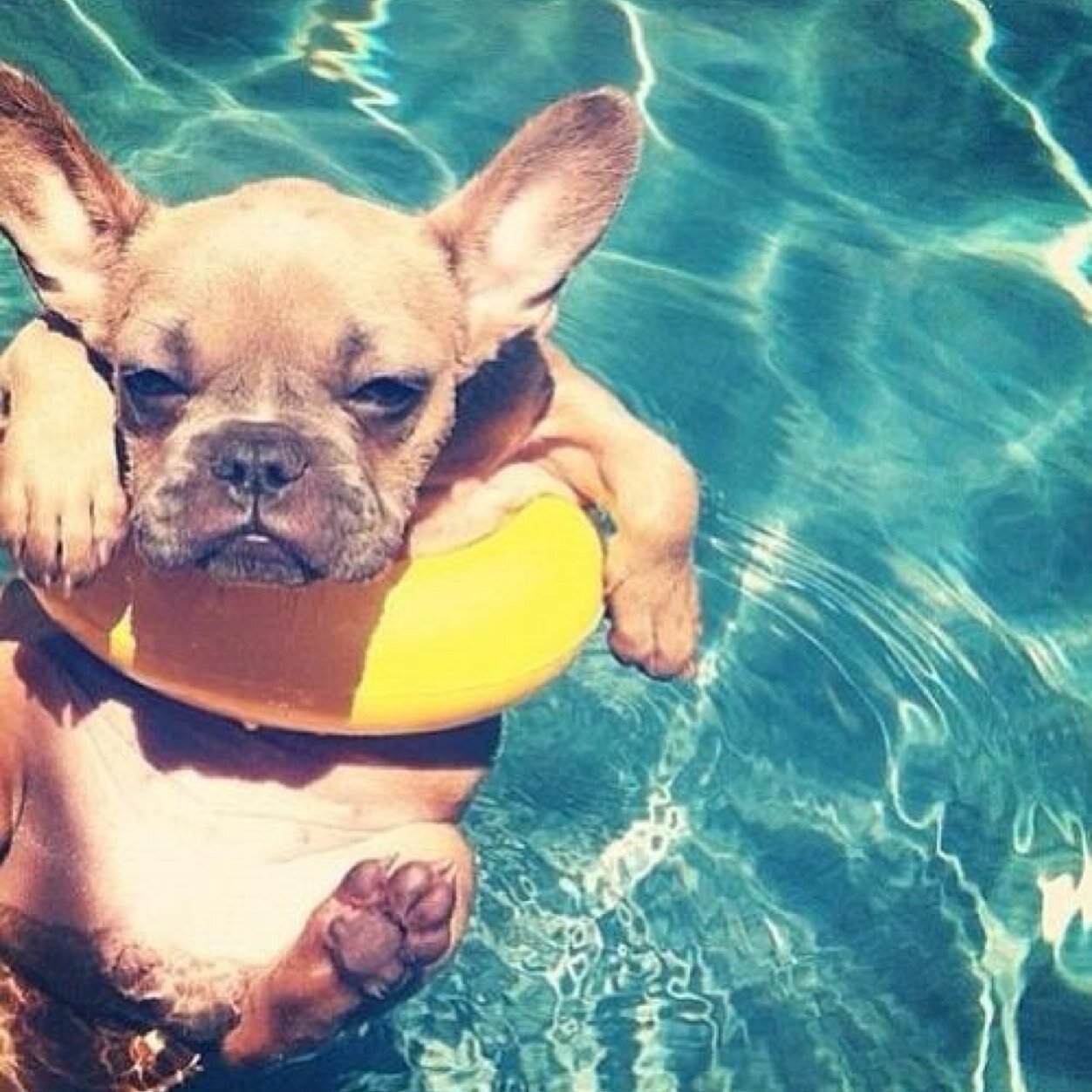 SwimmerProbbz's profile picture. 