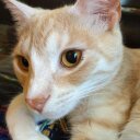 Henry Cat - @HenryOrangeCat - Twitter