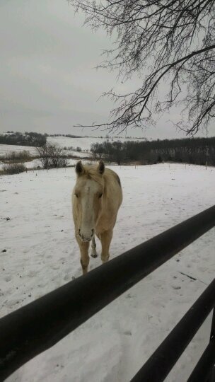 EvaKimSnyder's profile picture. I am a mom to 4 children whom 3 are grown. We have ducks, chickens, goats and hunting dogs. I am hoping to find a program to help with weight loss.