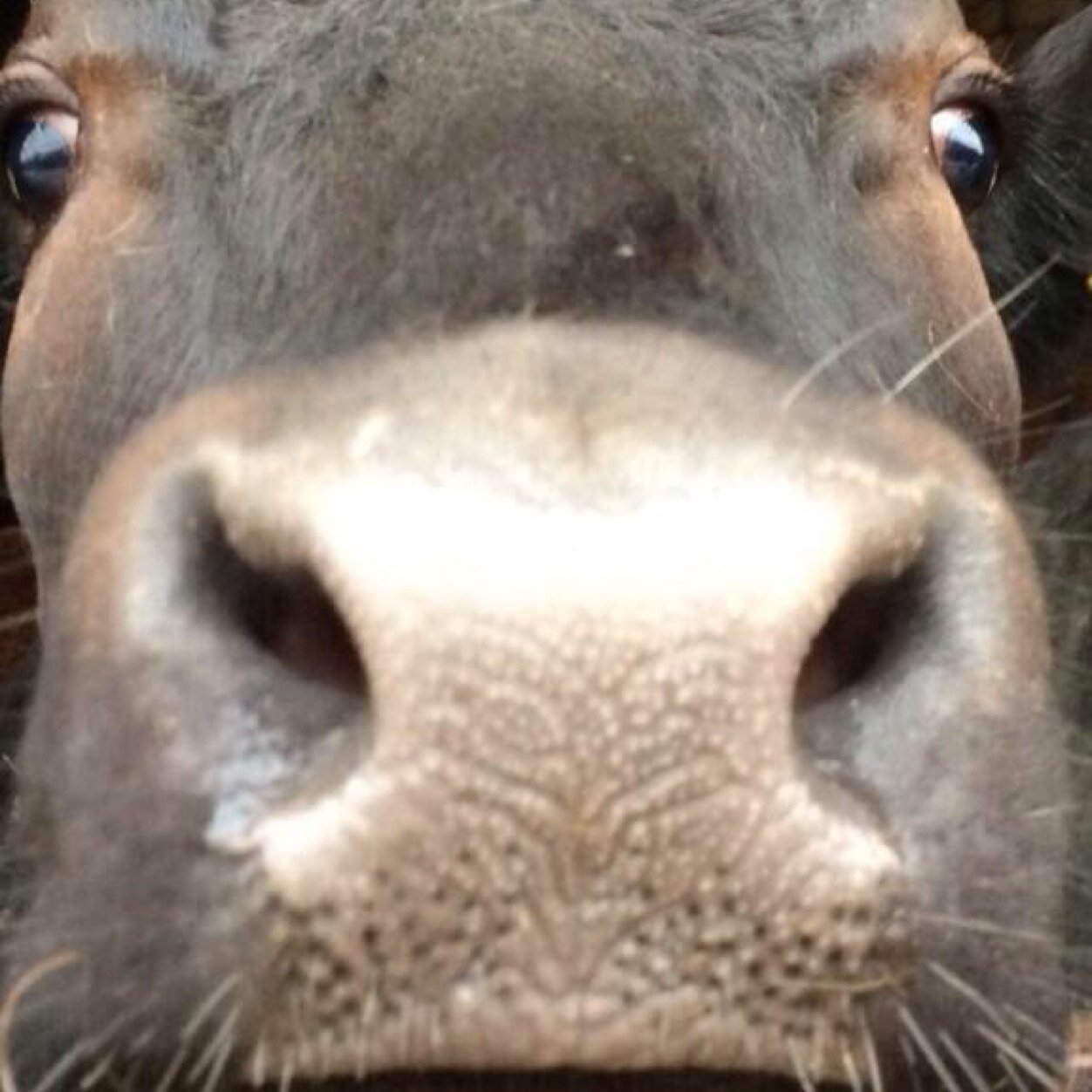 PPhythianNSF's profile picture. Beef Farmer, following world beef trends and Wigan Warriors