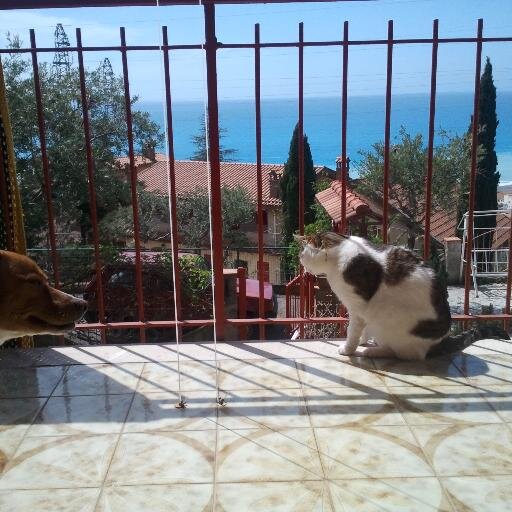 Per vincere la mia pigrizia ho adottato un cane. Adesso amiamo fare insieme lunghe dormite.