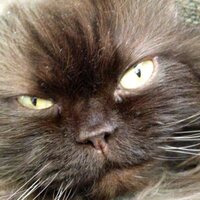 Ono (@onofabulous) 's Twitter Profile