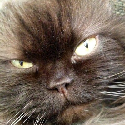 OnoFabulous's profile image