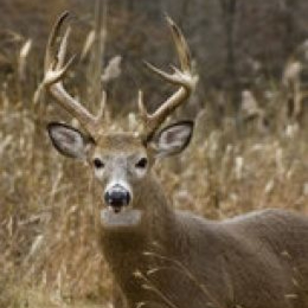 Follow if you love deer hunting!