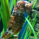 Deborah Waller - @debsseahorse - Twitter