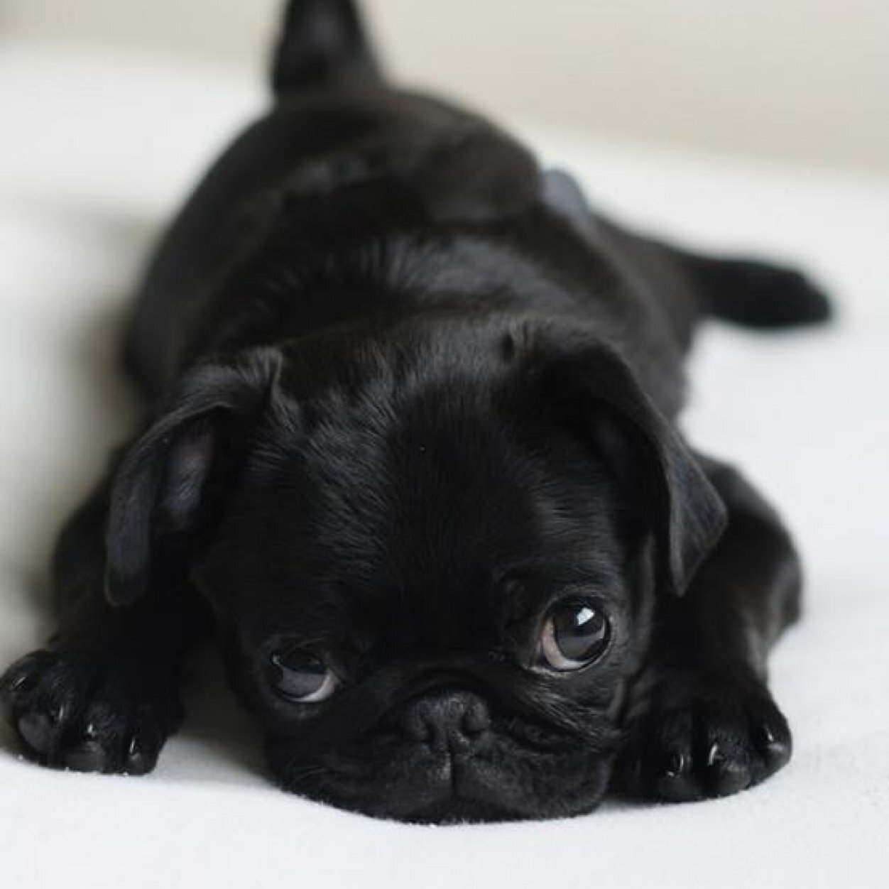 The cutest animals imaginable, be sure to follow!